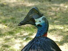 Dwarf Cassowary