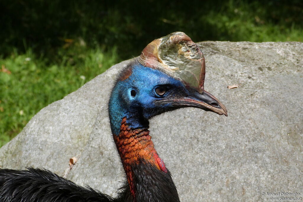 Northern Cassowary