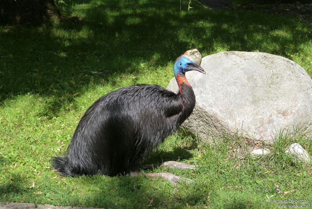 Northern Cassowary