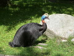 Northern Cassowary