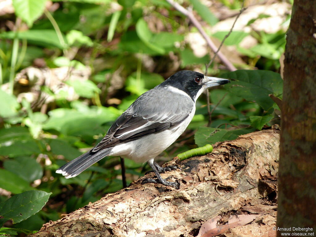 Grey Butcherbird