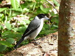 Grey Butcherbird