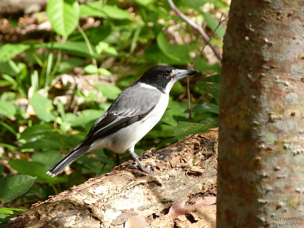 Grey Butcherbird