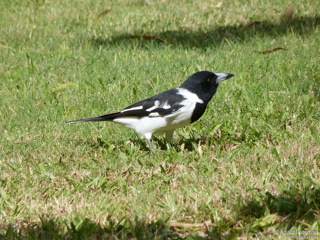 Pied Butcherbird