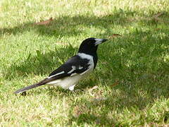 Pied Butcherbird