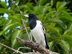 Pied Butcherbird