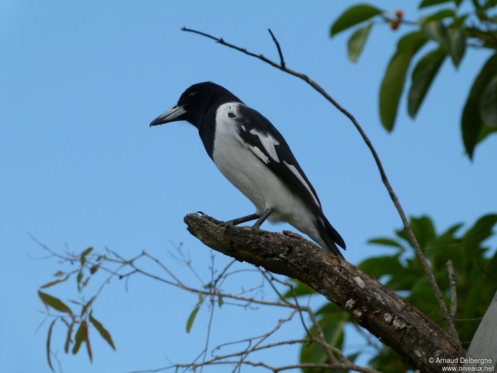 Pied Butcherbird