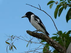 Pied Butcherbird