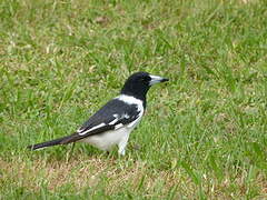 Pied Butcherbird