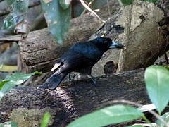 Black Butcherbird