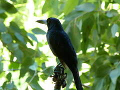 Black Butcherbird