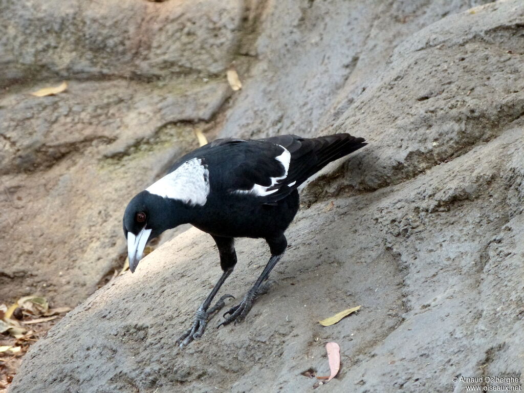 Australian Magpie