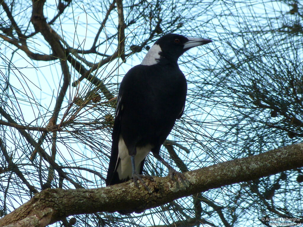 Australian Magpie