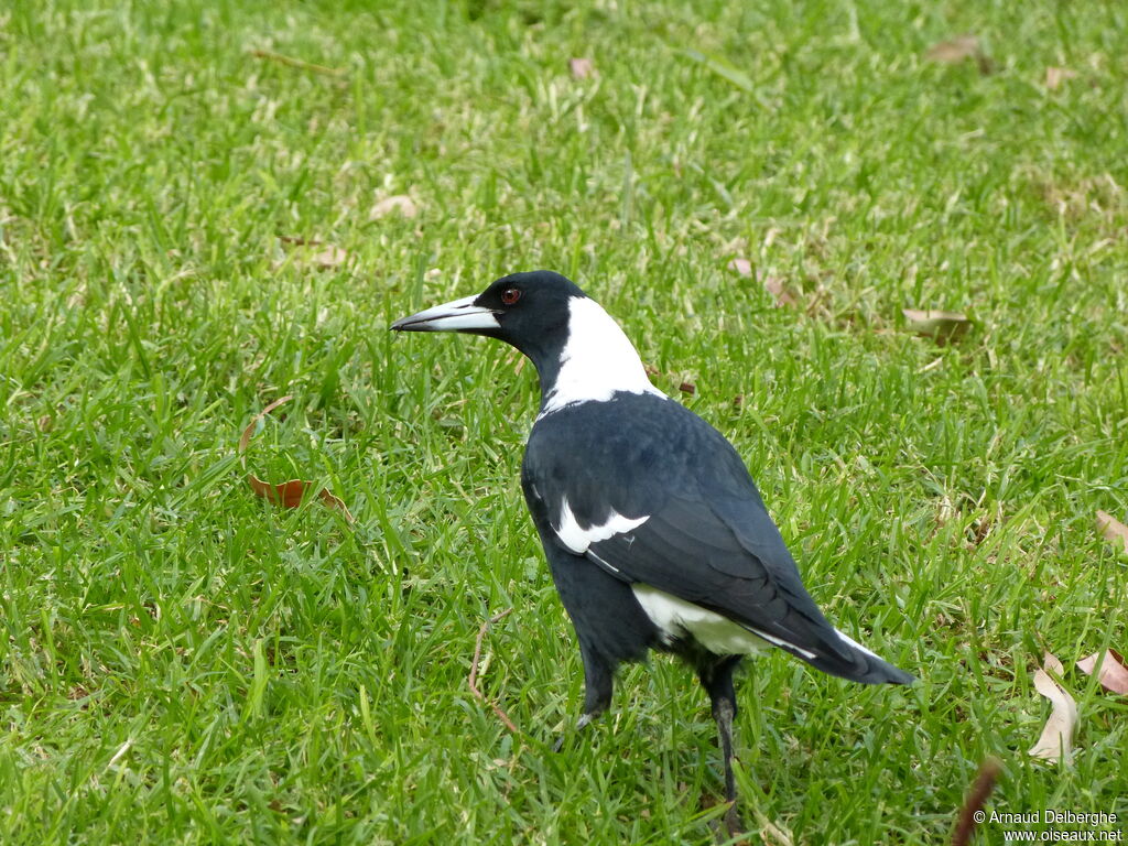 Australian Magpie