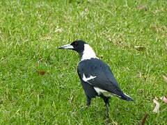 Australian Magpie