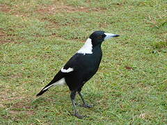 Australian Magpie