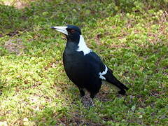 Australian Magpie