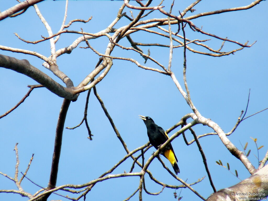 Cassique cul-jaune