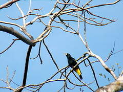 Yellow-rumped Cacique