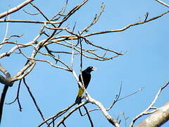 Yellow-rumped Cacique