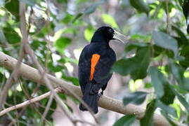 Red-rumped Cacique