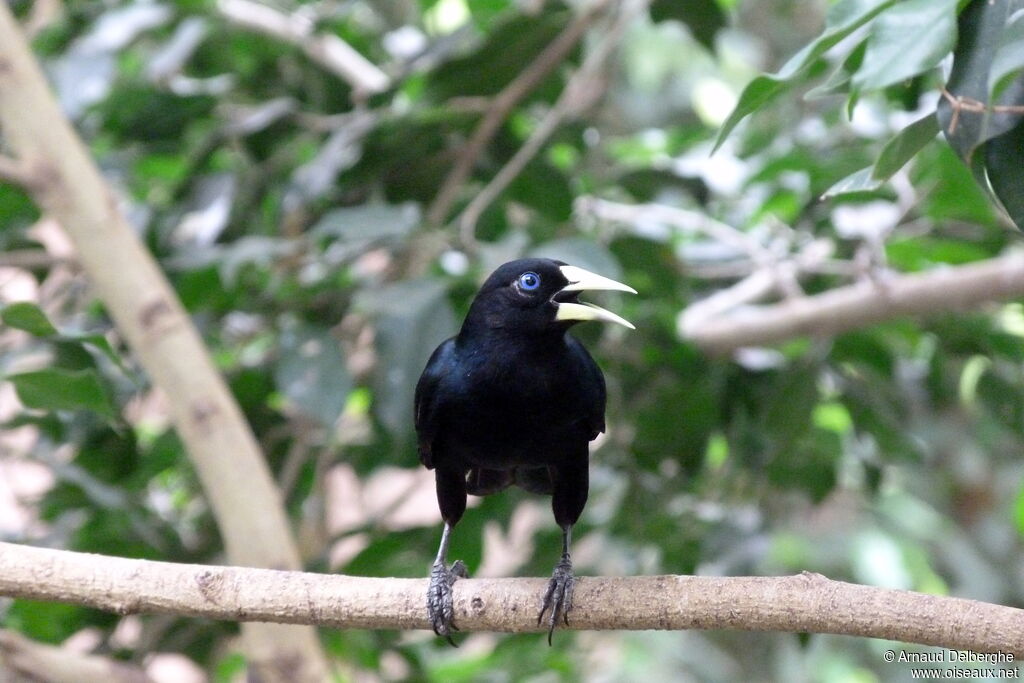 Red-rumped Cacique