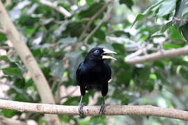 Red-rumped Cacique