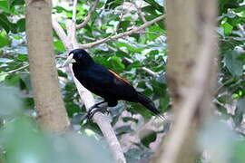 Red-rumped Cacique