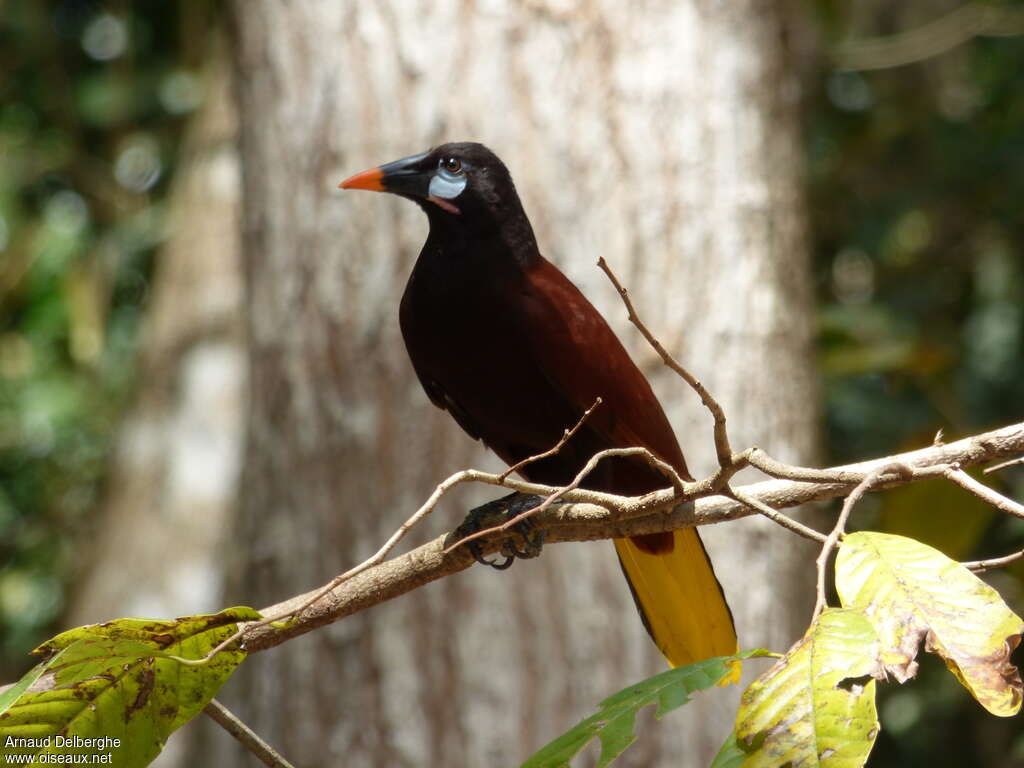 Montezuma Oropendolaadult, identification