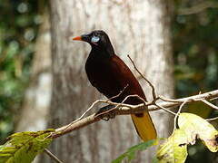 Montezuma Oropendola