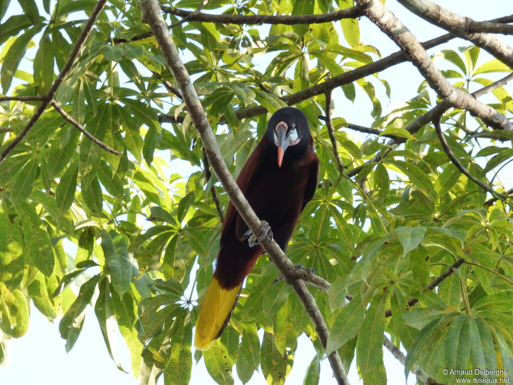 Montezuma Oropendola