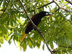 Montezuma Oropendola