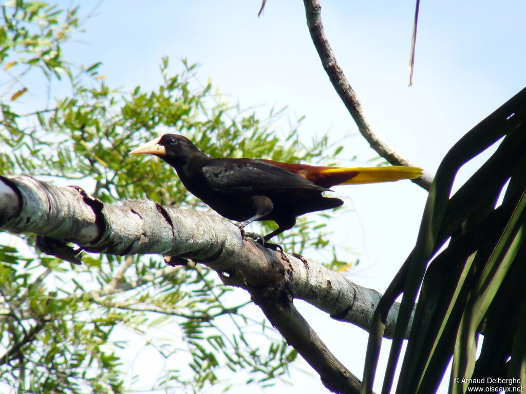 Crested Oropendola