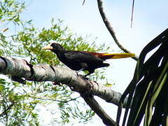 Crested Oropendola