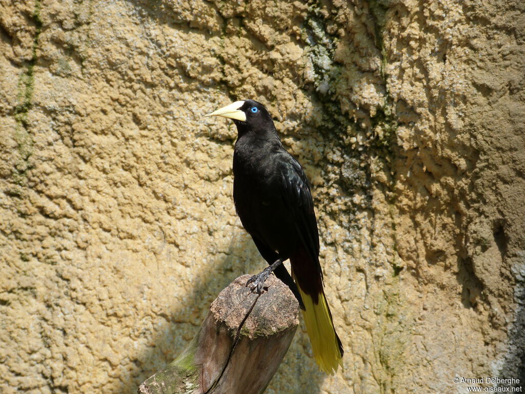 Crested Oropendola