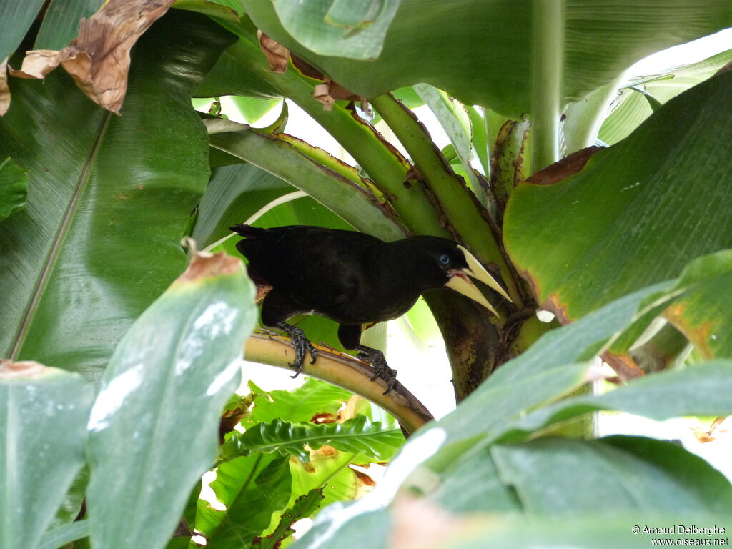 Crested Oropendola