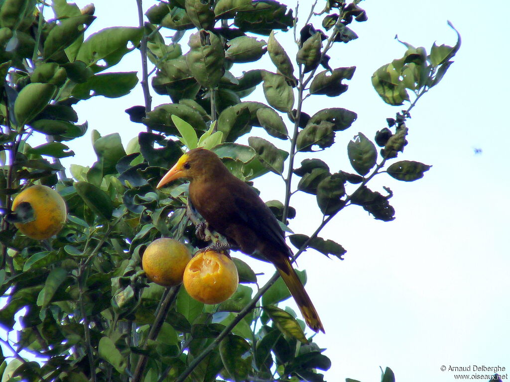 Russet-backed Oropendola