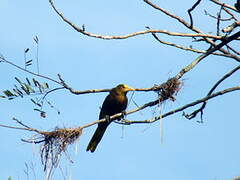 Russet-backed Oropendola