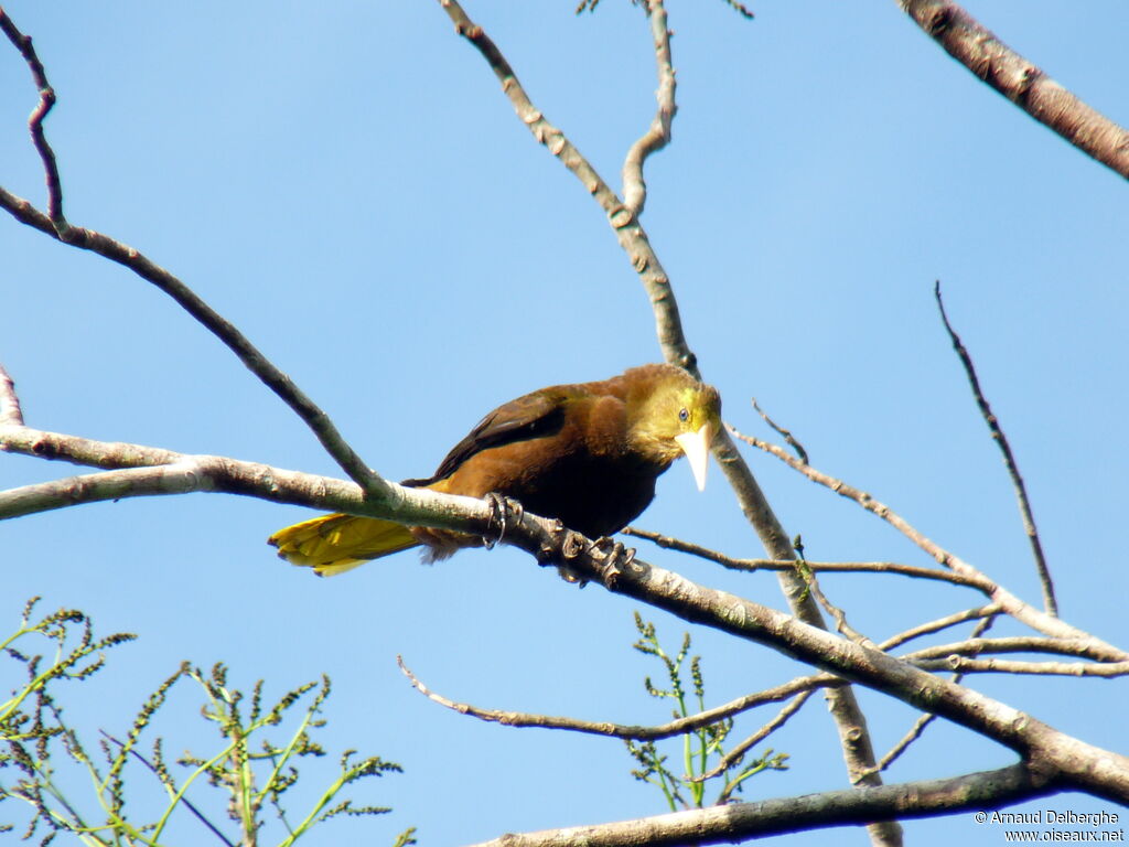 Russet-backed Oropendola