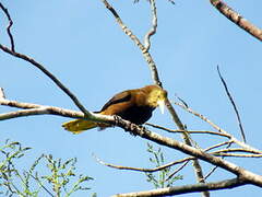 Russet-backed Oropendola