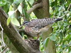 Sunbittern