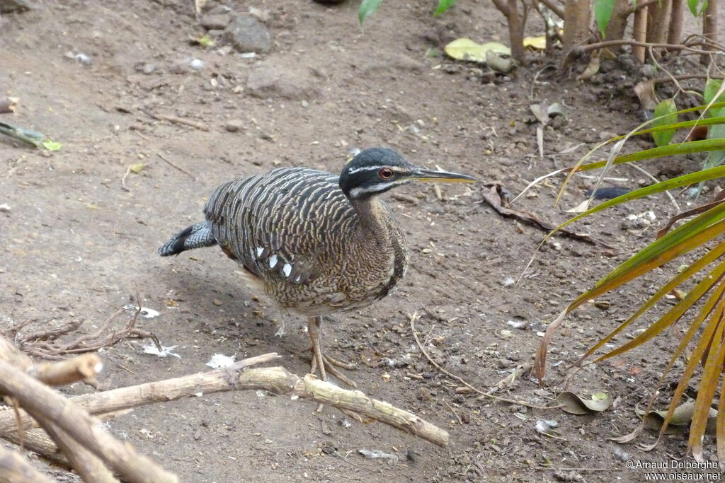 Sunbittern