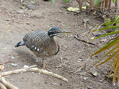 Sunbittern