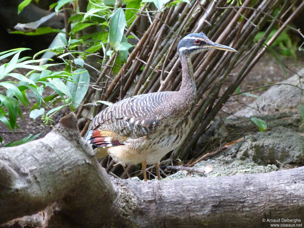 Sunbittern