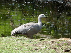 Cape Barren Goose