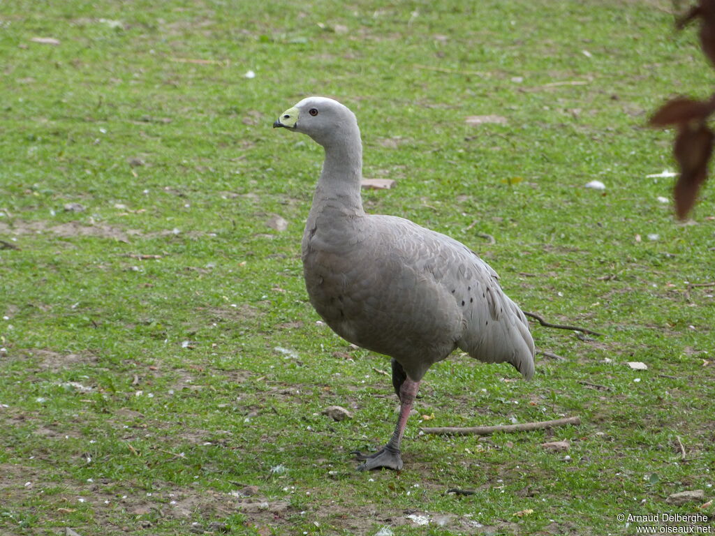 Cape Barren Goose