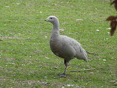 Cape Barren Goose