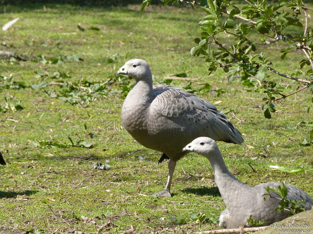 Cape Barren Goose