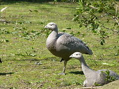 Cape Barren Goose