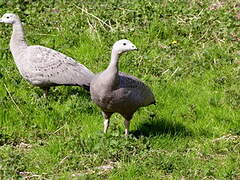 Cape Barren Goose